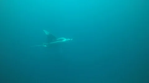 Manta Ray Video stock 100389704