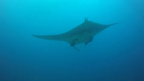 Manta Ray Stock Footage 105503609