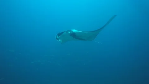 Manta Ray Stockbeeldmateriaal 105504971