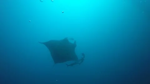 Manta Ray Stock Footage 105506970