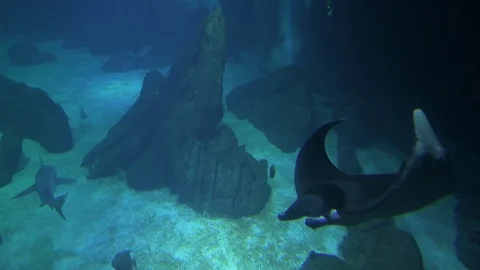 Manta ray Stock Footage 112634121
