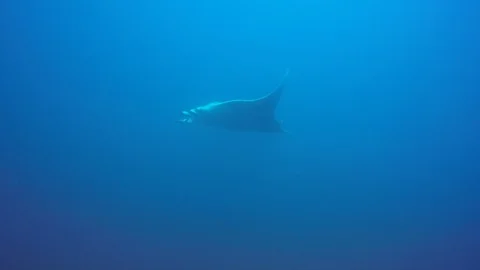 Manta Ray Stock Footage 125857691