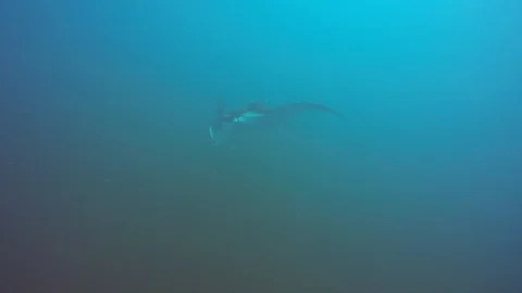 Manta Ray Stock Footage 125857719