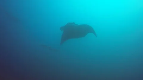 Manta Ray Stock Footage 125857798