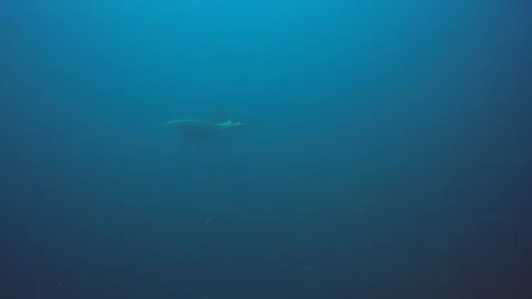 Manta Ray Stock Footage 126560105