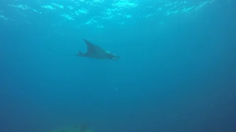 Manta Ray Video stock 127209286