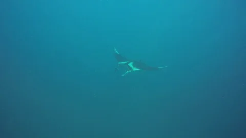 Manta Ray Video stock 127626557