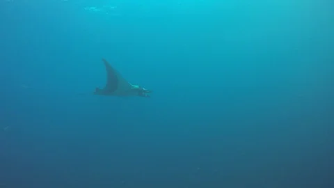Manta Ray Stock Footage 129139630