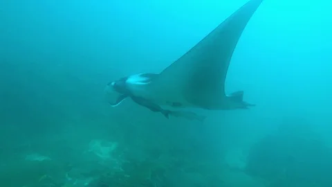 Manta Ray Stock Footage 129928814