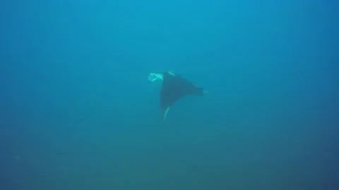 Manta Ray Video stock 132020745