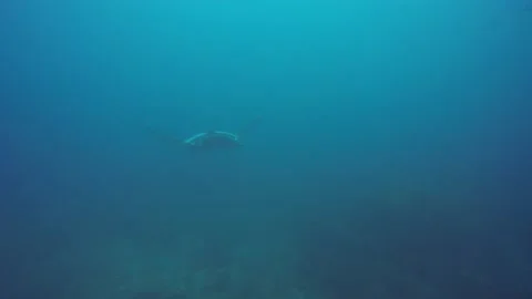Manta Ray Stock Footage 133015184