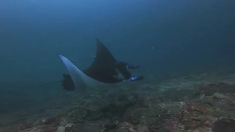 Manta ray Stock Footage
