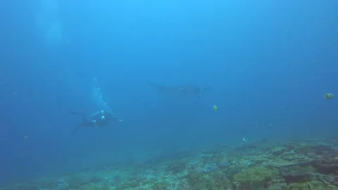 Manta Ray Stock Footage 143700480