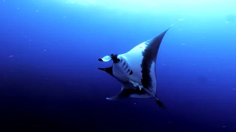 Manta Ray Stock Footage 172542664
