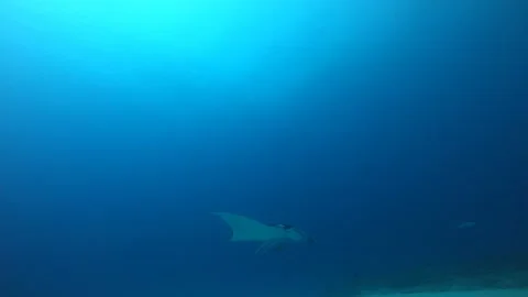 Manta ray Stock Footage 263396606