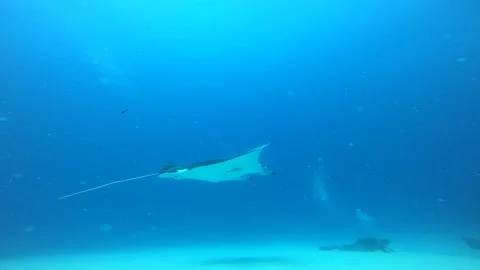 Manta ray Stock Footage 263396685