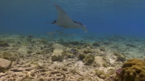 Manta ray Stock Footage 311347488