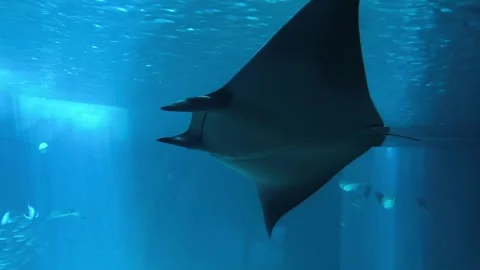 A manta ray Video stock 320416779