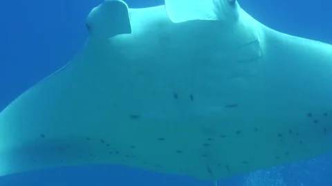 Manta ray front angle african east coast Vidéo 84798429