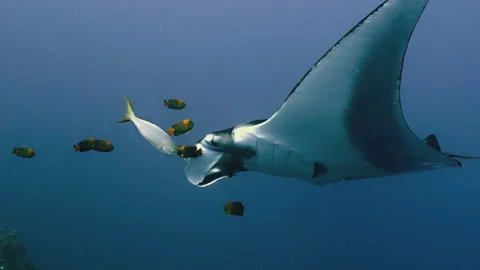 Manta Ray gets cleaned by Clarion Angelfishes, Socorro Island, Pacific Ocean Video stock 167663833