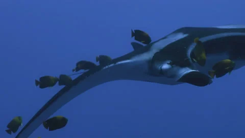 Manta Ray gets cleaned by Clarion Angelfishes, Pacific Ocean Stock Footage 167666352