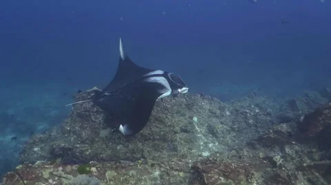 Manta Ray glide and close up Stock Footage 48276370