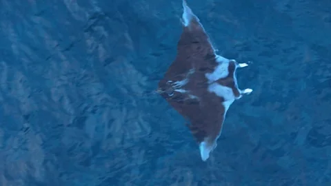 Manta ray glides across open clear ocean water in Caribbean, top down Stock Footage 267863896