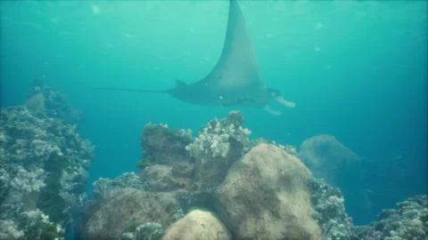 Manta ray glides effortlessly over a mesmerizing coral reef in the clear wate Ilustração Stock