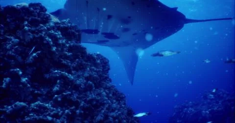 Manta ray glides gracefully over coral reef in crystal clear waters Ilustração Stock
