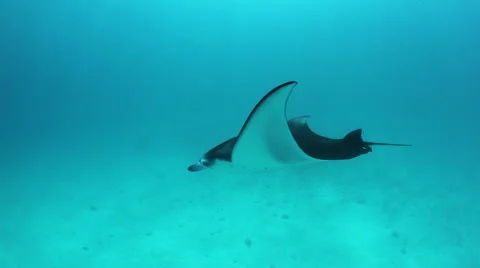 Manta ray glides over sand in Hanifaru bay, Maldives. Video stock 49138938