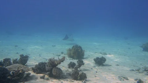 Manta Ray Glides Over Seabed Underwater View Red Sea Egypt Stock Footage 102888605