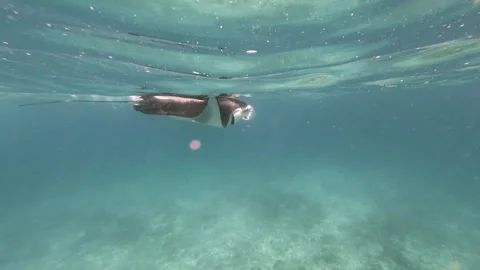 Manta Ray Gliding Beneath Its Reflection in Shallow Maldives Waters Stock Footage 345680832