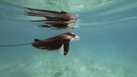Manta Ray Gliding Beneath the Surface with Reflection in the Maldives Stock Footage 345781430