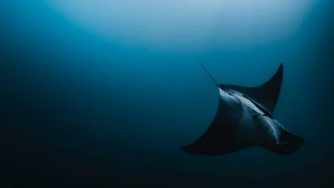Manta Ray Gliding in Deep Blue Water Stock Photos