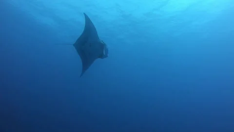 Manta Ray Gliding Effortlessly Through the Vast, Deep Ocean Stock Footage 327014199