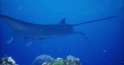 Manta ray gliding gracefully over coral reef in clear ocean waters Ilustração Stock