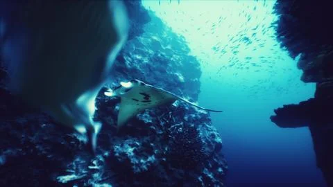 Manta ray gliding gracefully through vibrant ocean waters in a coral reef Stock Illustration
