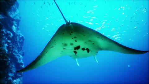 Manta ray gliding gracefully through vibrant coral reef waters Stock Illustration