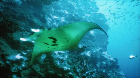 Manta ray gliding gracefully through crystal clear tropical waters Stock Illustration