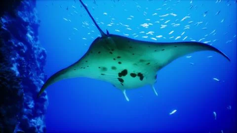 Manta ray gliding gracefully through crystal clear ocean waters Stock Illustration