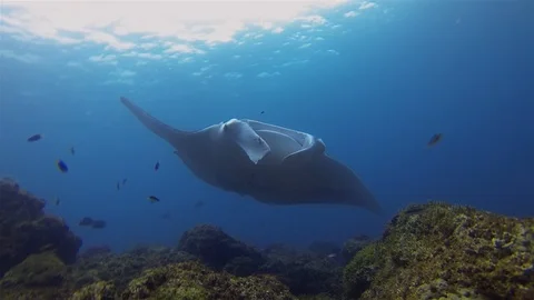 Manta Ray Gliding With Small Fish In Blue Sea Water.Sunlit Surface &amp; Marine Life Stock Footage 116784617