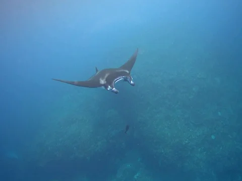 Manta ray gliding in the water Stock Footage