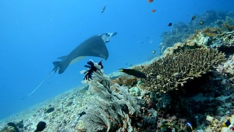 Manta ray hovering over coral with anthias swimming around Video stock 112456648