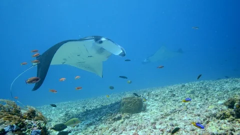 Manta ray hovering over coral with anthias swimming around Video stock 112456654