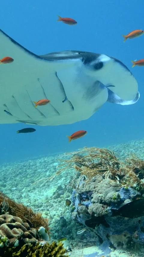 Manta ray hovering over coral with anthias swimming around Video stock 228829732