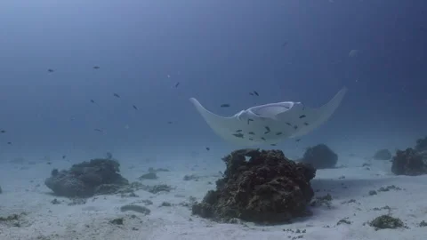 Manta Ray hovers over cleaning station on the Great Barrier Reef Stock Footage 295901577
