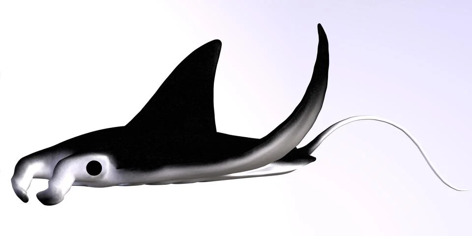 Manta ray Stock Illustration