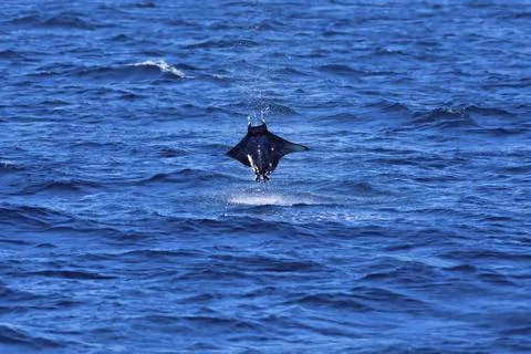 Manta ray jumping Stock Photos