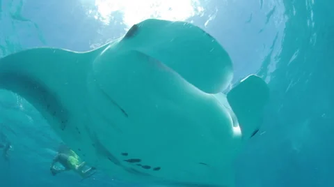 Manta Ray makes a close pass, Hanifaru bay, Maldives. Vídeo Stock 48729495