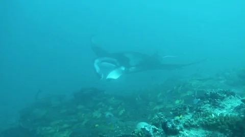 Manta ray, Maldives Stock Footage 107129252